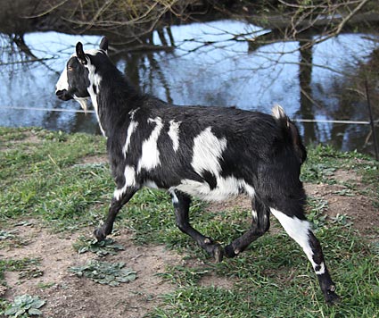 Pie.  A small miniature bred doe.