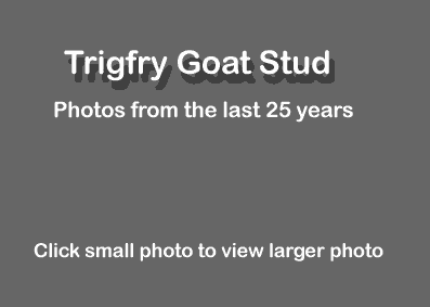Trigfry Dairy Goat Stud - Australia