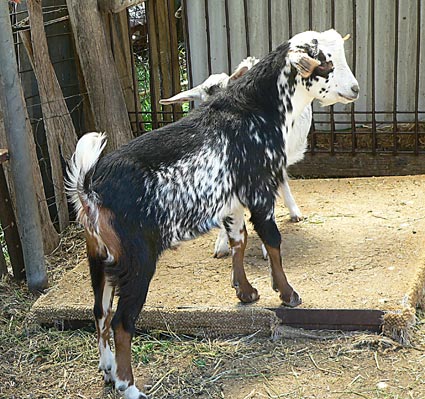 Speckled miniature bred goat Willie.