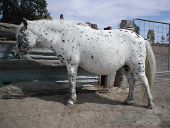 Miniature Spotted Horse for sale.  Colourdale Diamantina.