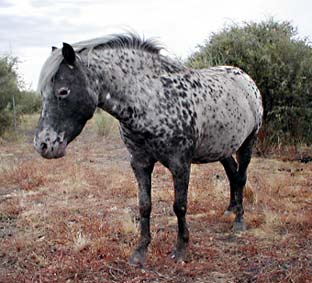 Miniature Spotted Horse for sale.  Colourdale Fleur-de-ley.