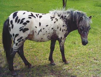 Miniature Spotted Horse for sale.  Royston Park Legendstrios