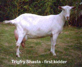 Trigfry Shasta - purebred Saanen doe who produced over 5 litres a day on her first lactation