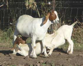 Voden 19.  Fullblood boer doe with her 2004 twin doe kids.